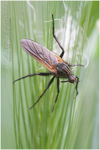 Empis sp.3