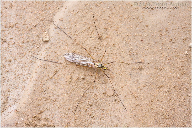 Nephrotoma sp.1