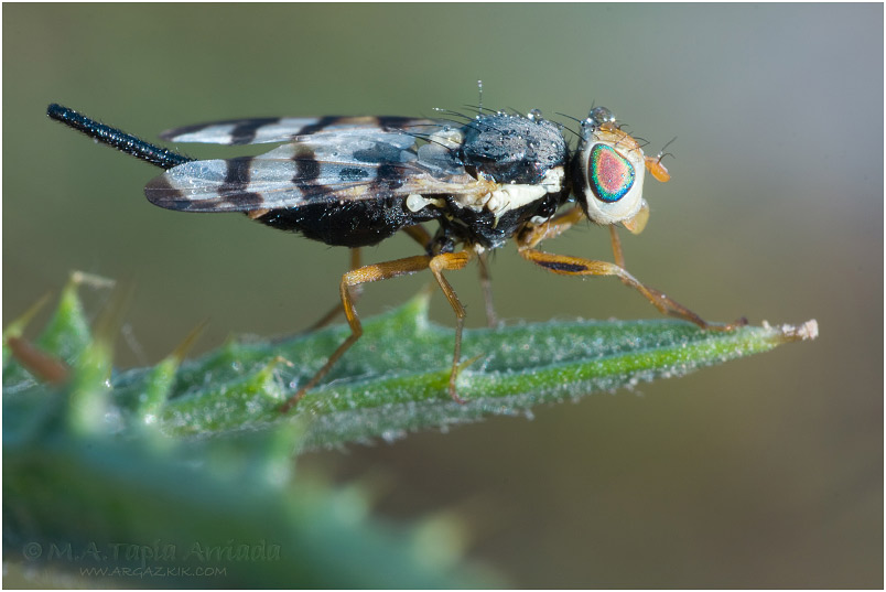 Urophora cardui 1