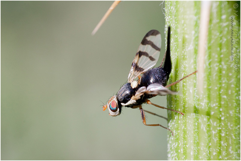 Urophora cardui 2