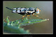 Urophora cardui1