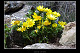 Adonis vernalis 3