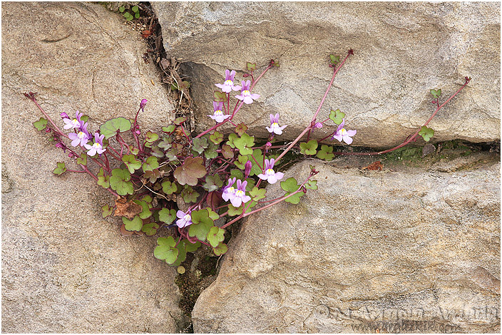 Cymbalaria muralis 1