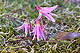 Erythronium dens-canis 2