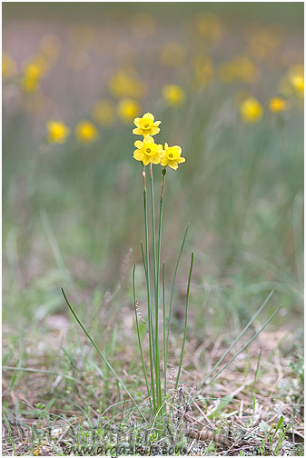 Narcissus assoanus 1