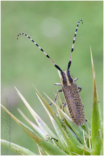 Agapanthia dahli 1