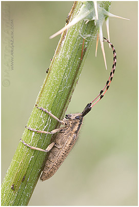 Agapanthia dahli 2