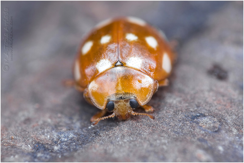Irudia