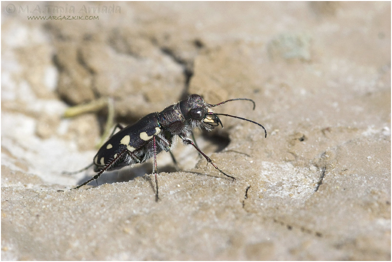 Calomera littoralis 1