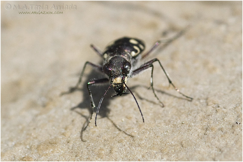 Calomera littoralis 2
