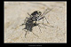 Calomera littoralis 2