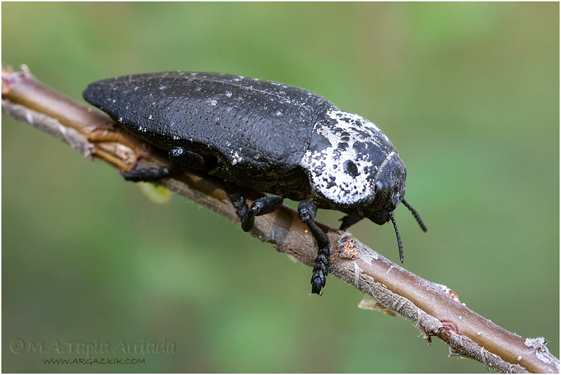 Capnodis tenebrionis 1