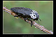 Capnodis tenebrionis 1