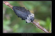 Capnodis tenebrionis 2