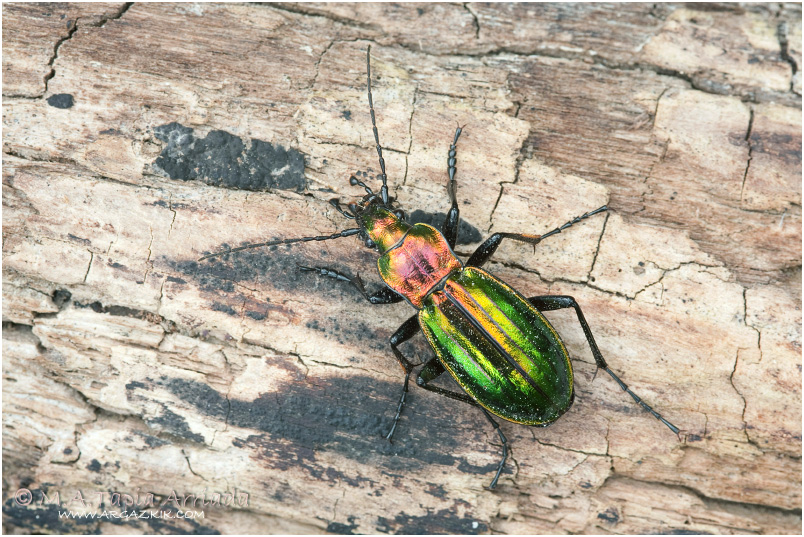 Carabus lineatus 1