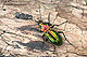 Carabus lineatus 1