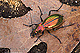 Carabus lineatus 2