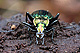 Carabus lineatus 3