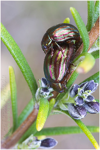 Chrysolina americana 1