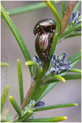 Chrysolina americana 2