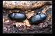 Coelometopus clypeatus 1
