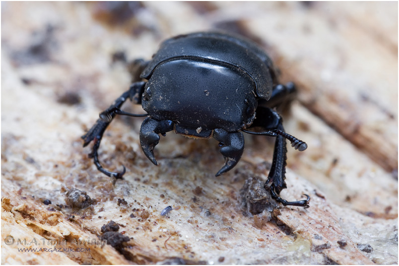 Dorcus parallelipipedus 1