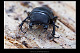 Dorcus parallelipipedus 1