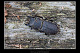 Dorcus parallelipipedus 2
