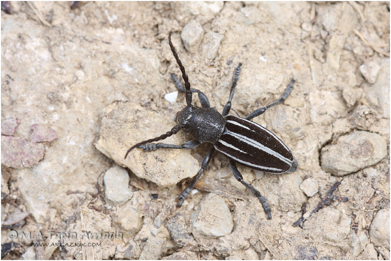 Iberodorcadion fuliginator 1
