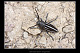 Rhagium% inquisitor 1