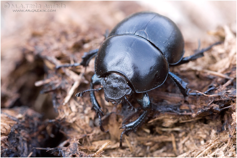 Jekelius albarracinus 1
