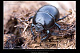 Jekelius albarracinus 1