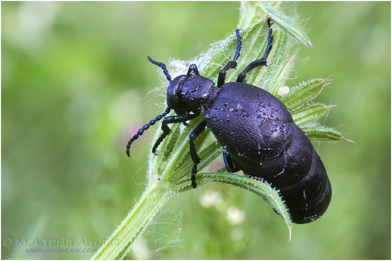 Meloe violaceus 1