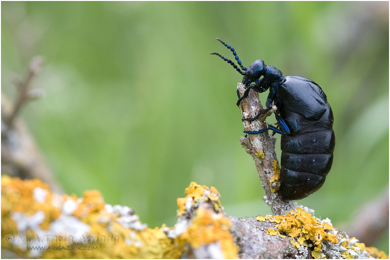 Meloe violaceus 2