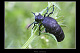 Meloe violaceus 1