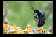 Meloe violaceus 2