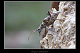 Rhagium bifasciatum 2