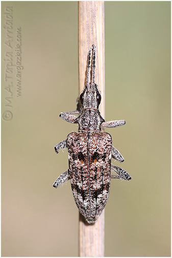 Rhagium inquisitor 1