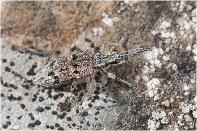Rhagium inquisitor 2