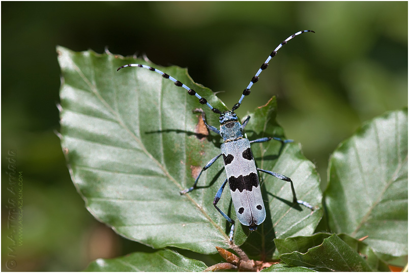 Rosalia alpina 2