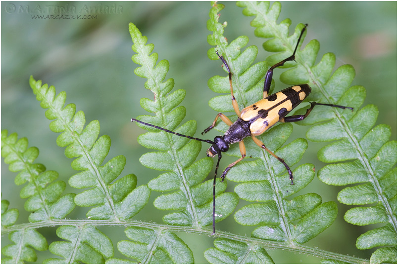 Rutpela maculata 1