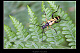Rutpela maculata 1