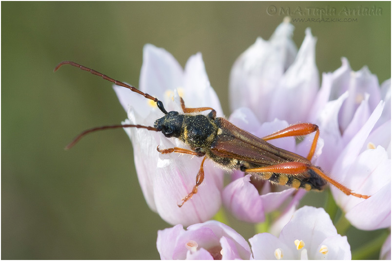 Stenopterus rufus 1