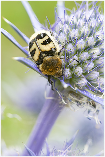 Trichius fasciatus 1