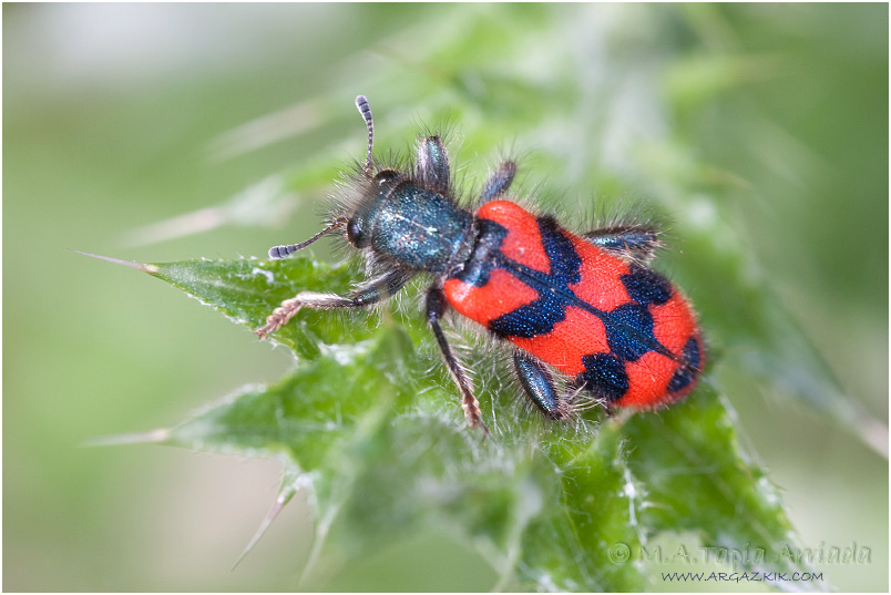 Trichodes alvearius 1