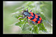Trichodes alvearius 1