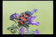 Trichodes alvearius 2