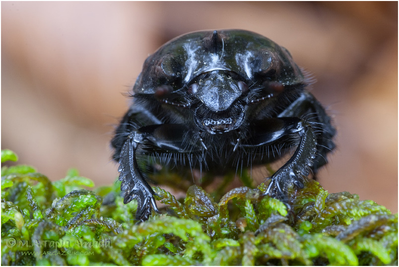 Typhaeus typhoeus 1