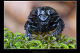 Typhaeus typhoeus 1