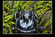 Typhaeus typhoeus 2
